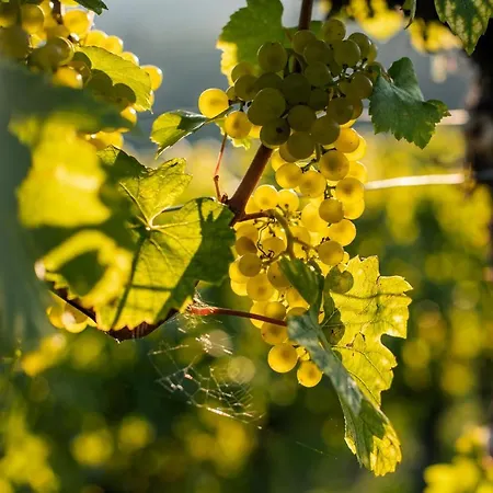 Winzerhof & Gaestehaus Bernhard 홈스테이 레헨스테이너와차우