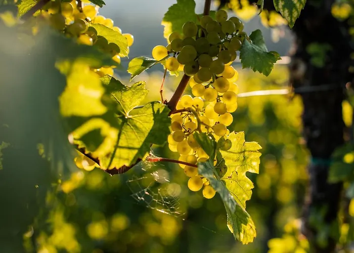 Winzerhof & Gastehaus Bernhard Homestay szállás Weissenkirchen in der Wachau