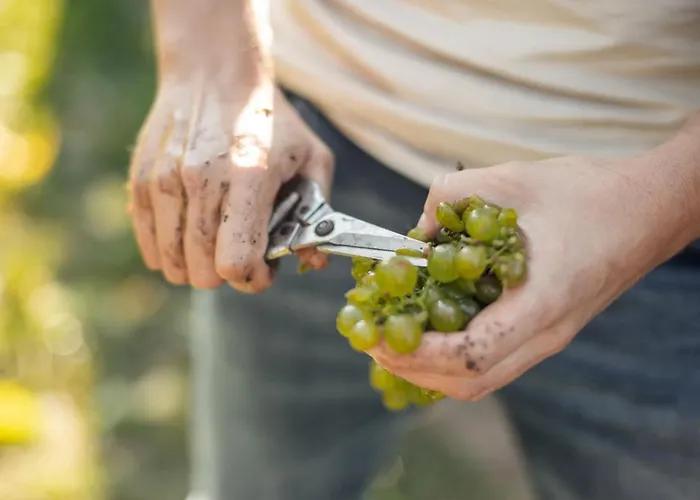 Homestay Winzerhof & Gaestehaus Bernhard *