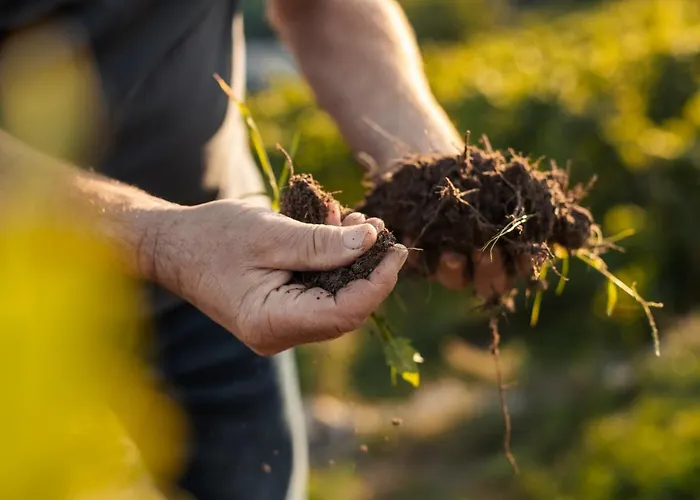 Winzerhof & Gaestehaus Bernhard Homestay Weissenkirchen in der Wachau